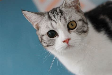 Different Sized Pupils in Cats: Our Vet Explains What to Do - Cat-World