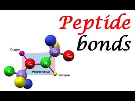 Peptide bond structure | formation and rotation of peptide bonds - YouTube