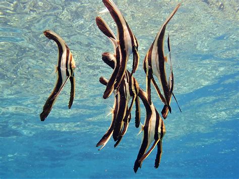 Longfin batfish - Moalboal Reef Species