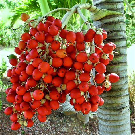 Red Palm Tree Fruit Photograph by Kirsten Giving