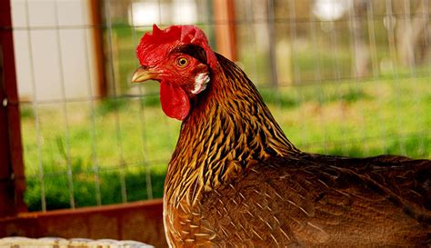 Get to Know the Leghorn Chicken Breed and Leghorn Rooster - Hobby Farms