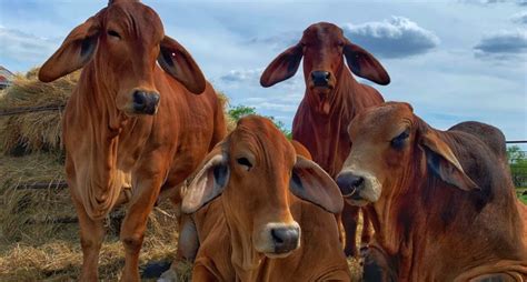 Red Brahman Cattle for Sale in Texas | Buy Bulls & Heifers