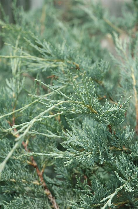 Moonglow Juniper (Juniperus scopulorum 'Moonglow') in Columbus Dublin Delaware Grove City ...