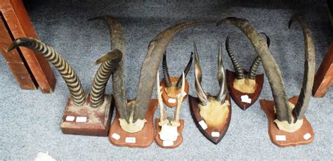 Lot 1146 - Antlers/Horns: A collection of hunting