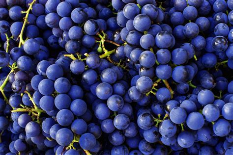 Cabernet Sauvignon Grapes - Food Gardening Network