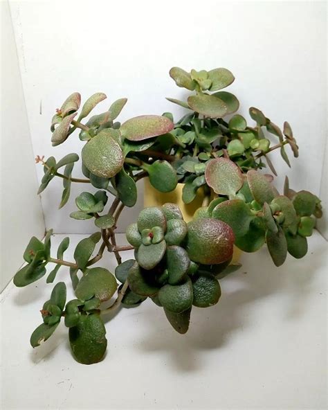 30 Types of Jade Plant | Best Jade Plant Varieties Pictures | Indoor ...