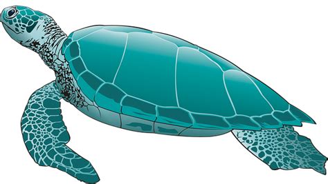 바다 거북 Green Turtle 거북이 스쿠버 · Pixabay의 무료 이미지