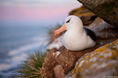 Nesting Albatross | Will Burrard-Lucas