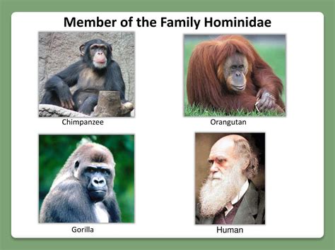 PPT - Human Evolution PowerPoint Presentation, free download - ID:1975091