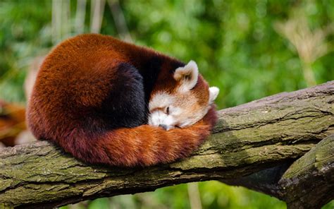 Download wallpapers Red Panda, 4k, sleeping panda, bears, wildlife, cute bear, pandas, Ailurus ...