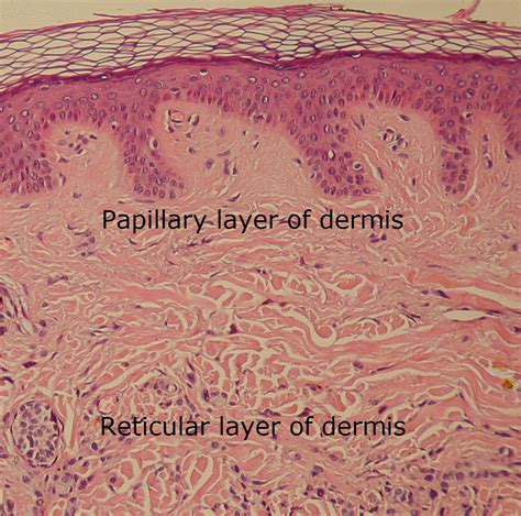 Dermis - Reticular layer of dermis | the dynamic natural skin care