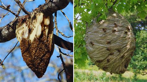 Honey Bee Hive vs. Wasp Nest: How to Identify the Difference