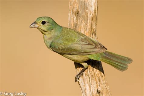 Cardinals and Allies (Family Cardinalidae) · iNaturalist Canada