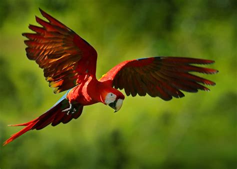 22 Scarlet Macaw Facts: Guide to the Beautiful Ara macao | JustBirding