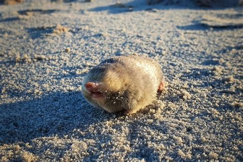 Endangered blind sand mole rediscovered in South Africa after 87 years