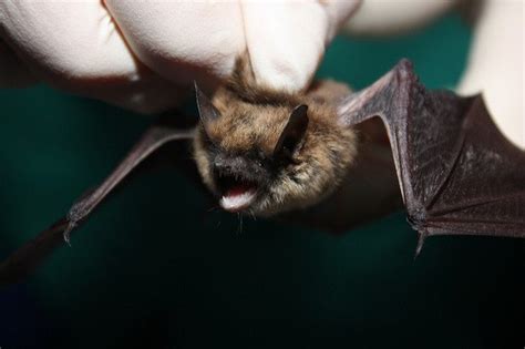 Professional Bat Removal Services in DFW & Houston - Chimney & Wildlife