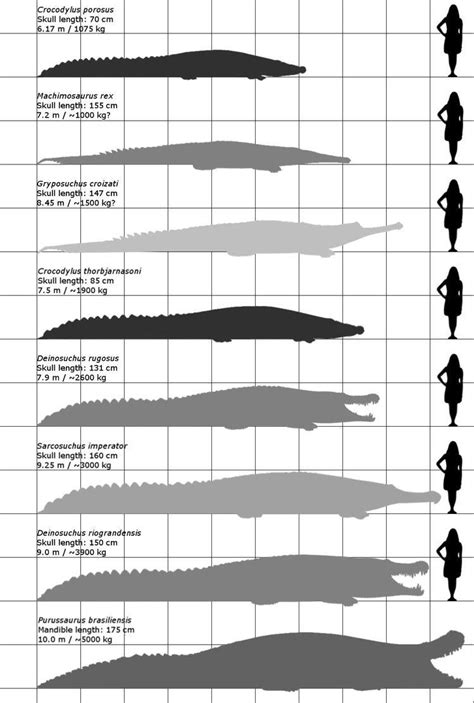 Re-evaluating Purussaurus' size/bite force. by TriceratopsHorridus on ...