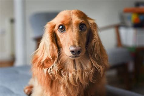 Long Haired Dachshund: What To Know About This Stunning Breed