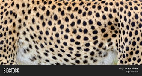 Close- Skin Cheetah Image & Photo (Free Trial) | Bigstock