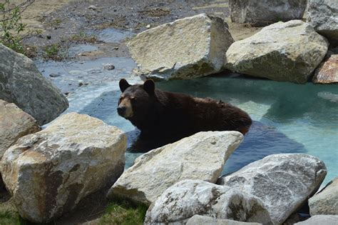 Maine Wildlife Park Opens This Weekend