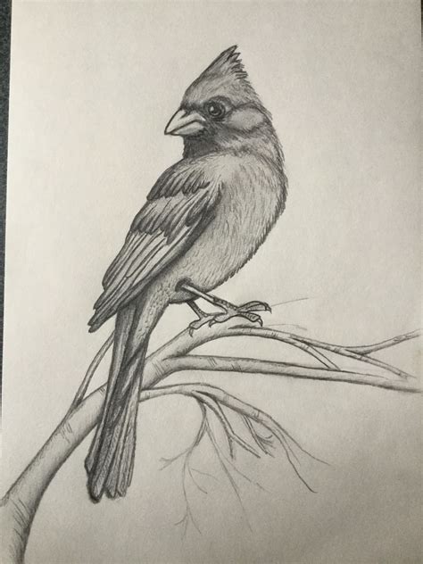 My Cardinal | Bird pencil drawing, Pencil drawings of animals, Bird watercolor paintings