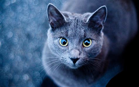 Cat Eyes Wallpaper - WallpaperSafari