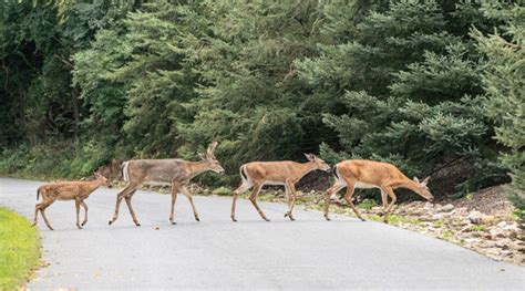 CWD Deer Symptoms (how to tell if a deer has Chronic Wasting Disease)