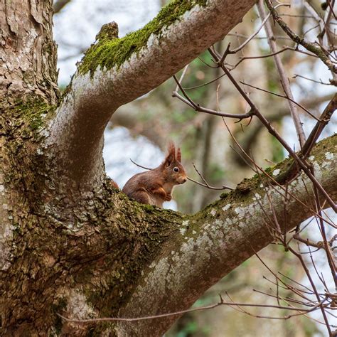 Red Squirrel Rodent - Free photo on Pixabay - Pixabay