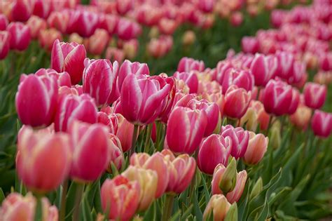 3 Terrific Texas Tulip Farms + Fields (Pick Your Own!) - Lone Star Travel Guide