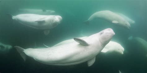 Aqua-gliding with Beluga Whales in Churchill, Manitoba. | Big Fish Expeditions