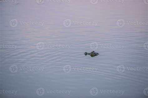 Broad snouted caiman,Caiman latirostris baby, Pantanal, Mato Grosso ...