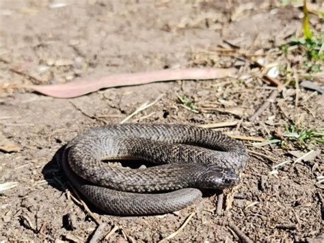 First Aid for Blue-Bellied Black Snake Bite