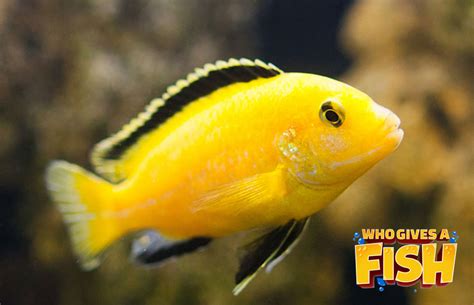 Electric Yellow Cichlid - Who Gives A Fish