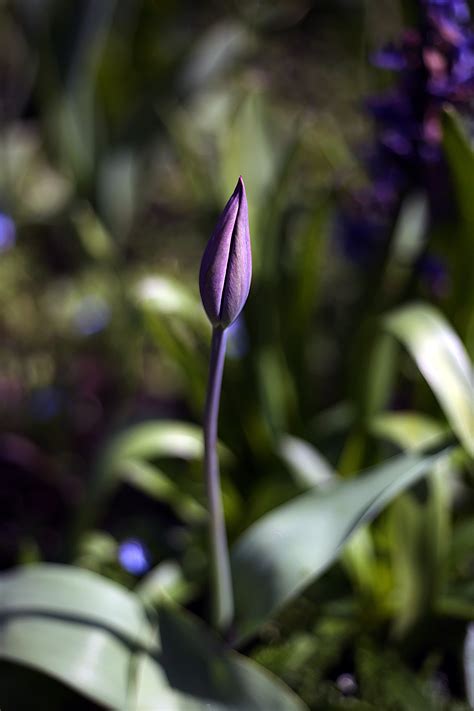 Single Tulip bud on Behance