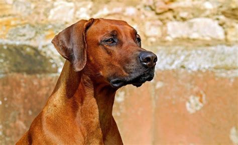 10 African Dog Breeds: Exotic Canine Companions