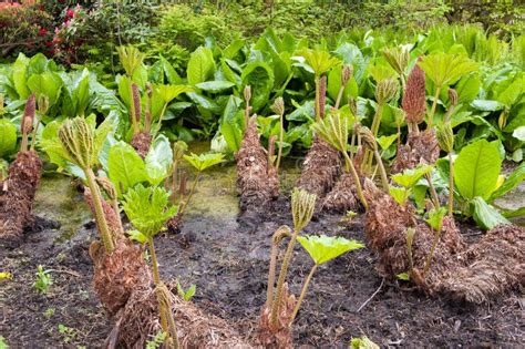 Wetland Plants Stock Images - Image: 31360464