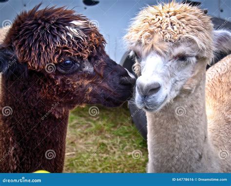 Baby Llamas Stock Photos - Download 258 Royalty Free Photos