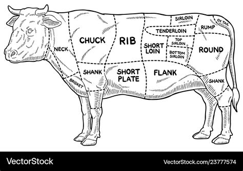 Diagram Of A Cow Showing Cuts Meat - All About Cow Photos