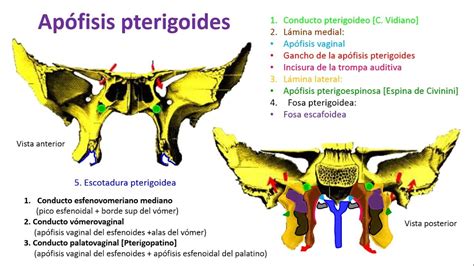 Hueso Esfenoides Y Sus Partes