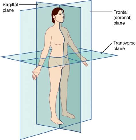 Sagittal Plane - Definition and Quiz | Biology Dictionary