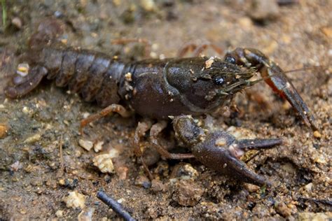 White-clawed crayfish | Tyne Rivers Trust