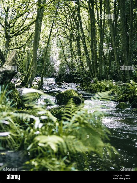 Woodland waterfalls hi-res stock photography and images - Alamy