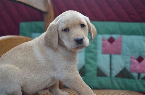 English Lab Puppy from Birddoghill English Lab Puppies, Golden Retriever, Labrador Retriever ...