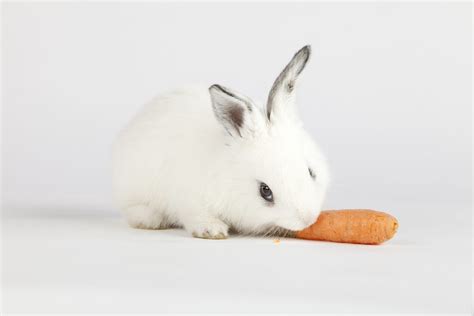 Can Rabbits Eat Carrots? - Every Bunny Welcome