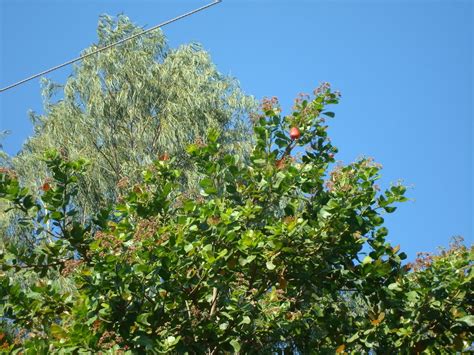 Cashew Tree: Pictures, Facts Photos On Cashew Trees