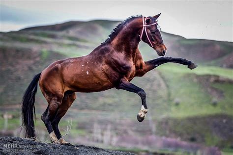 The Turkoman Horse