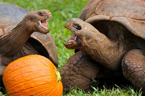 Galapagos Tortoise - Honolulu Zoo Society