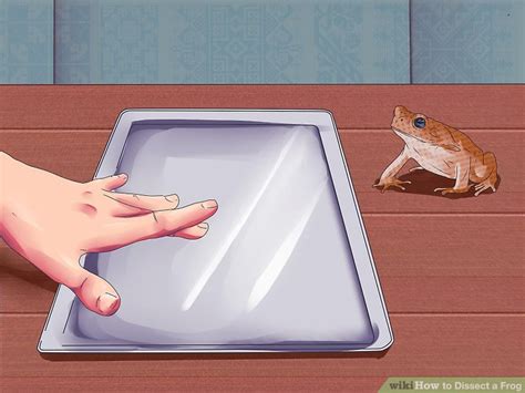 5 Ways to Dissect a Frog - wikiHow