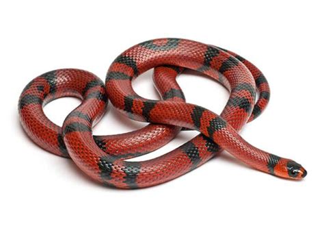 Milksnake | PetMD