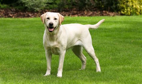 Yellow American Labrador Retriever